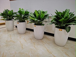 光明办公室设计-植物出租-特价商品